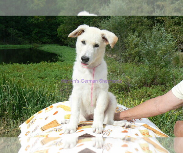 Medium Photo #1 German Shepherd Dog Puppy For Sale in PIEDMONT, MO, USA
