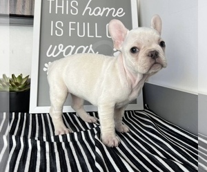 French Bulldog Puppy for sale in FRANKLIN, IN, USA