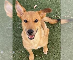 Carolina Dog-Unknown Mix Dogs for adoption in Texas City, TX, USA