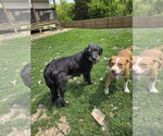 Small #3 Labrador Retriever Mix