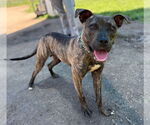 Small #4 American Pit Bull Terrier Mix