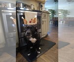 Small #2 Boxer Mix