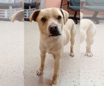 Small #2 Rat Terrier Mix