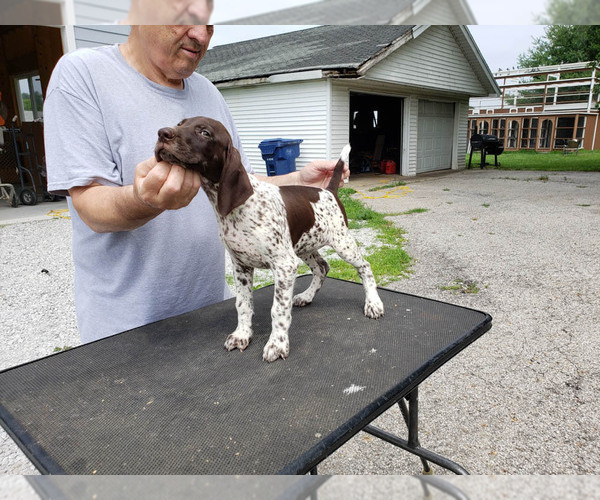Medium Photo #3 German Shorthaired Pointer Puppy For Sale in NORTH JUDSON, IN, USA