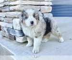 Small #7 Australian Shepherd
