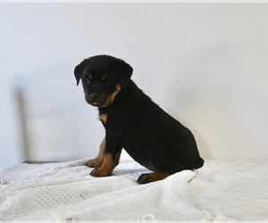 Rottweiler Puppy for sale in FREDERICKSBURG, OH, USA