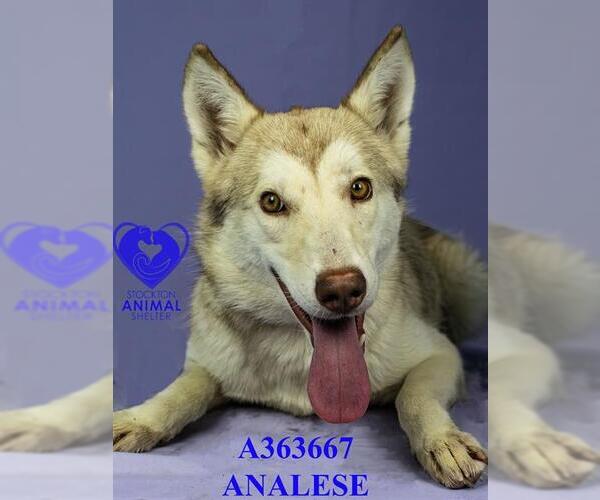 Medium Photo #1 Siberian Husky Puppy For Sale in Stockton, CA, USA