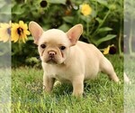 Small French Bulldog