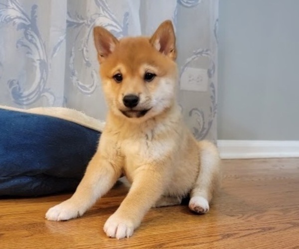 Medium Photo #1 Shiba Inu Puppy For Sale in CARPENTERSVILLE, IL, USA