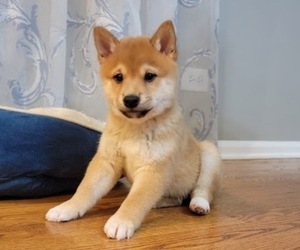 Shiba Inu Puppy for sale in CARPENTERSVILLE, IL, USA