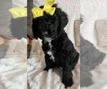 Small Photo #1 Sheepadoodle Puppy For Sale in FONTANA, CA, USA