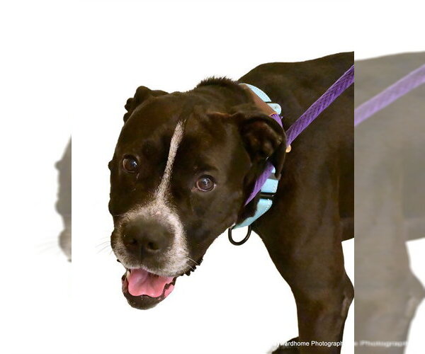 Medium Photo #2 American Pit Bull Terrier Puppy For Sale in Ocala, FL, USA