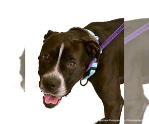 MUGIN - Male American Pit Bull Terrier Dog for Adoption - Photo #2