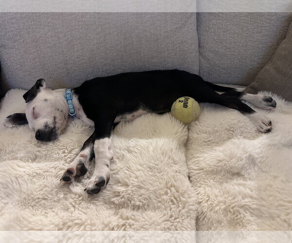 Medium Photo #13 Mutt Puppy For Sale in Sandy, UT, USA