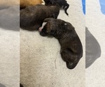 Small Photo #4 Boxer Puppy For Sale in NEW LONDON, IA, USA