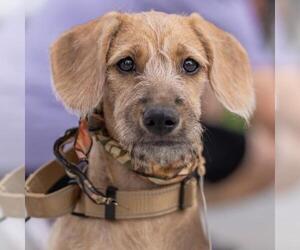 Colonial Cocker Spaniel-Unknown Mix Dogs for adoption in San Diego, CA, USA