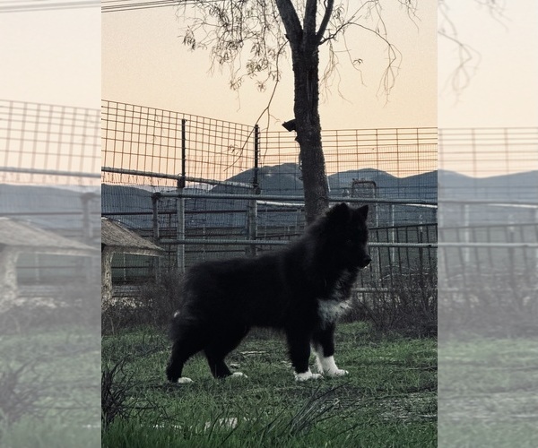 Medium Photo #5 Siberian Husky Puppy For Sale in HEMET, CA, USA