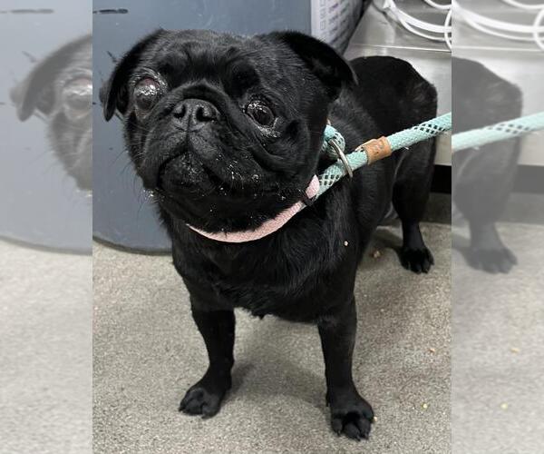 Medium Photo #1 Pug Puppy For Sale in Forestville, MD, USA