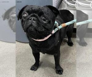 Pug Dogs for adoption in Forestville, MD, USA