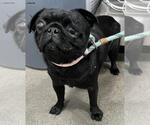 Small Pug