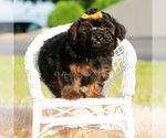Small Photo #9 Maltipoo (Toy) Puppy For Sale in WARSAW, IN, USA