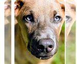Small Labrador Retriever Mix