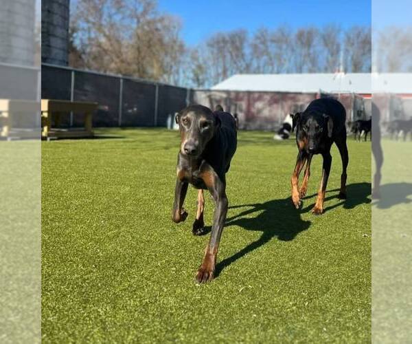 Medium Photo #11 Doberman Pinscher Puppy For Sale in Buffalo, MN, USA
