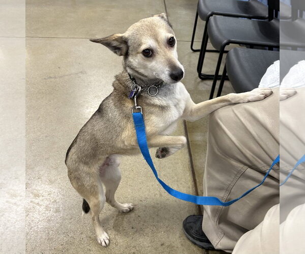 Medium Photo #3 Chihuahua-Unknown Mix Puppy For Sale in Batavia, OH, USA