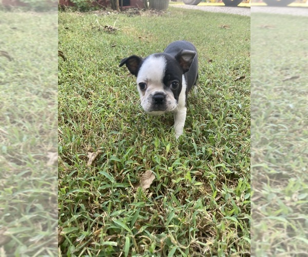 Medium Photo #4 Boston Terrier Puppy For Sale in FREDONIA, KS, USA
