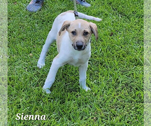 Medium Photo #1 Shepradors Puppy For Sale in SHERBURNE, NY, USA