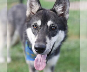 Siberian Husky-Unknown Mix Dogs for adoption in San Antonio, TX, USA