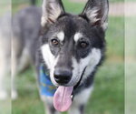 Small Siberian Husky Mix