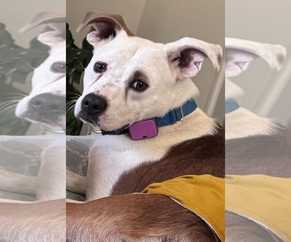 Medium Photo #7 Mutt Puppy For Sale in Atlanta, GA, USA