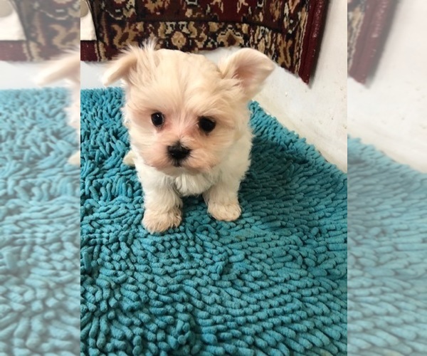 Medium Photo #1 Maltese Puppy For Sale in CHARBONNEAU, OR, USA
