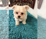 Small Photo #1 Maltese Puppy For Sale in CHARBONNEAU, OR, USA