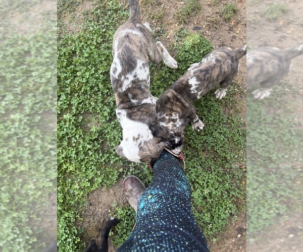 Medium Photo #16 Great Dane Puppy For Sale in CLANTON, AL, USA
