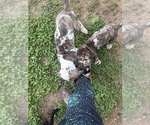 Small #15 Great Dane