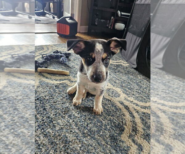 Medium Photo #1 Australian Shepherd-Unknown Mix Puppy For Sale in Springdale, PA, USA