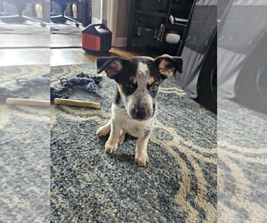 Australian Shepherd-Unknown Mix Dogs for adoption in Springdale, PA, USA