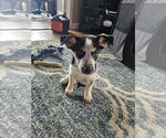 Small Australian Shepherd Mix