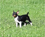 Small #2 Rat Terrier