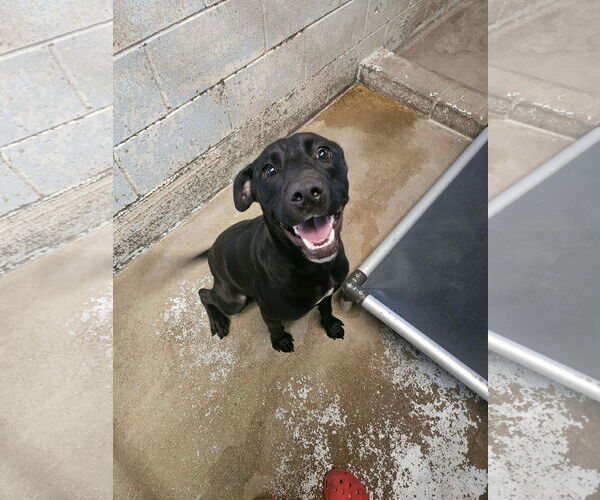 Medium Photo #1 Labrador Retriever-Unknown Mix Puppy For Sale in El Centro, CA, USA