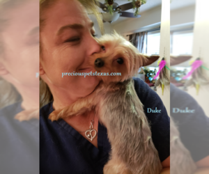 Father of the Yorkshire Terrier puppies born on 03/17/2019