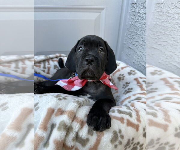 Medium Photo #7 Mutt Puppy For Sale in Goodyear, AZ, USA