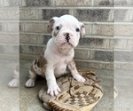 Small #3 French Bulldog