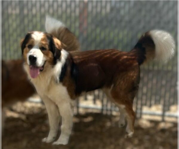 Medium Photo #2 Great Pyrenees-Saint Bernard Mix Puppy For Sale in Oakhurst, NJ, USA