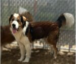 Small #1 Great Pyrenees-Saint Bernard Mix