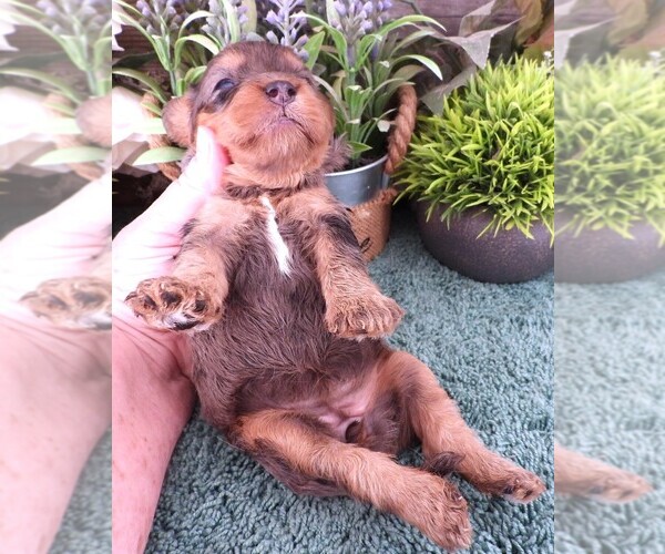 Medium Photo #8 Cavapoo (Miniature) Puppy For Sale in CARLISLE, KY, USA