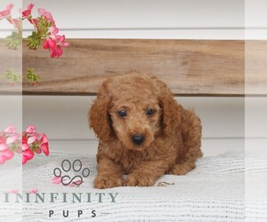 Poodle (Miniature) Puppy for sale in GAP, PA, USA