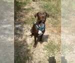 Small #1 Labrador Retriever Mix